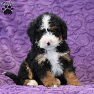 Dude, Mini Bernedoodle Puppy